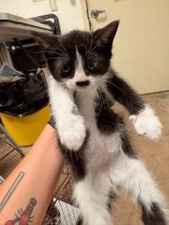 Shelter Stray Female Cat last seen Near Sandstone Trail, AUSTIN, TX, 78750, Austin, TX 78702