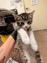 Shelter Stray Male Cat last seen Near Sandstone Trail, AUSTIN, TX, 78750, Austin, TX 78702