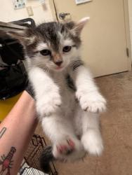 Shelter Stray Male Cat last seen Near Sandstone Trail, AUSTIN, TX, 78750, Austin, TX 78702