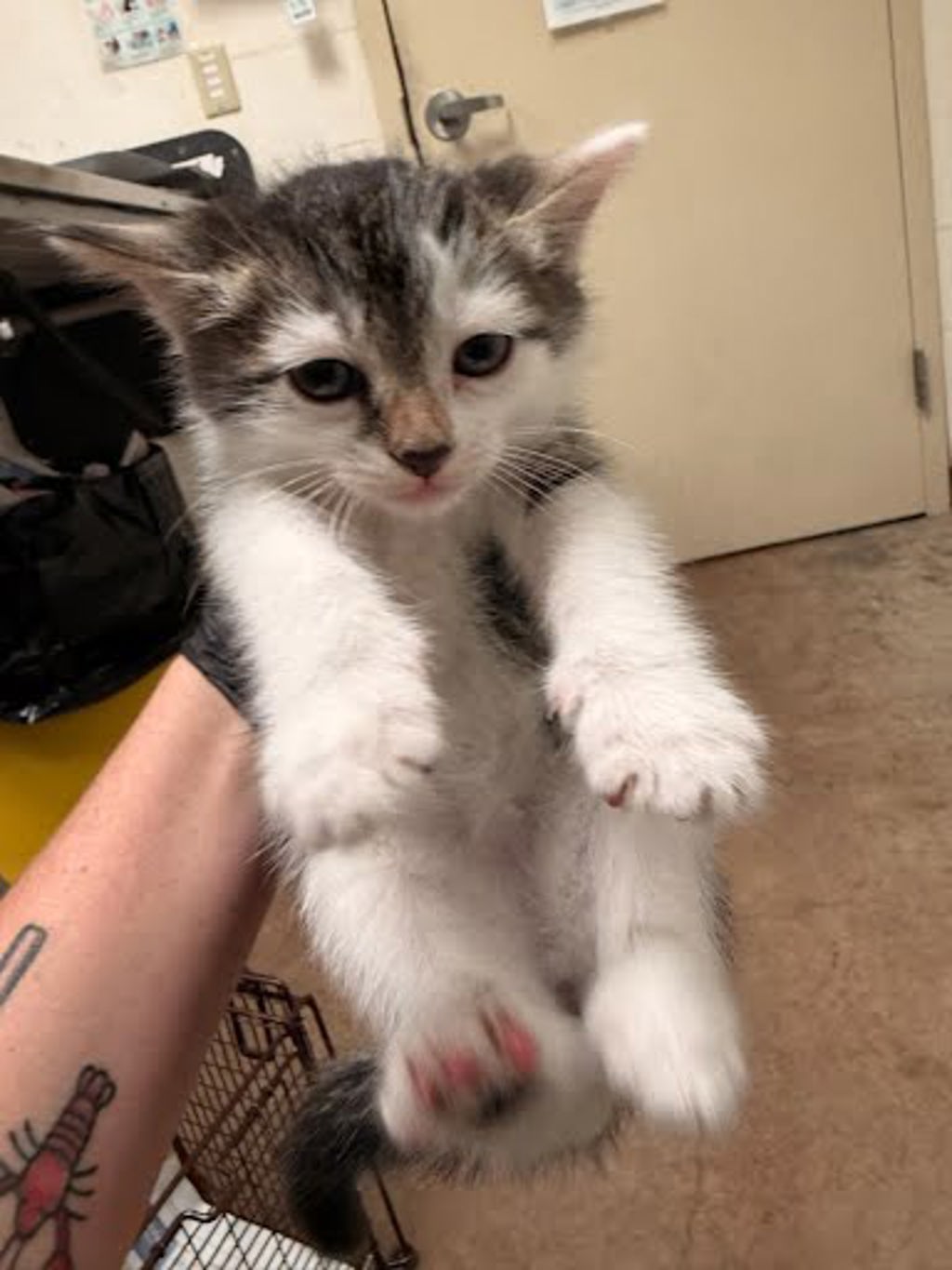 Shelter Stray Male Cat last seen Near Sandstone Trail, AUSTIN, TX, 78750, Austin, TX 78702