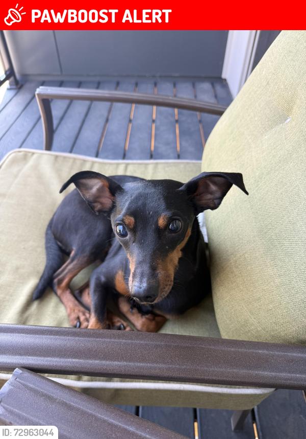 Lost Male Dog last seen Near white pine drive , Wisconsin Rapids, WI 54494