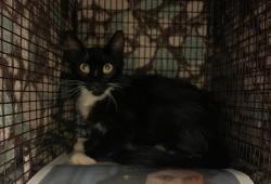 Shelter Stray Unknown Cat last seen Near Rampart Street, AUSTIN, TX, 78727, Austin, TX 78702