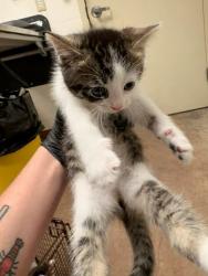 Shelter Stray Female Cat last seen Near Sandstone Trail, AUSTIN, TX, 78750, Austin, TX 78702