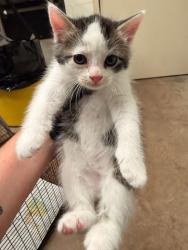 Shelter Stray Male Cat last seen Near Sandstone Trail, AUSTIN, TX, 78750, Austin, TX 78702