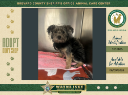 Shelter Stray Male Dog last seen Near Dickens Avenue, TITUSVILLE, FL, 32780, Melbourne, FL 32934