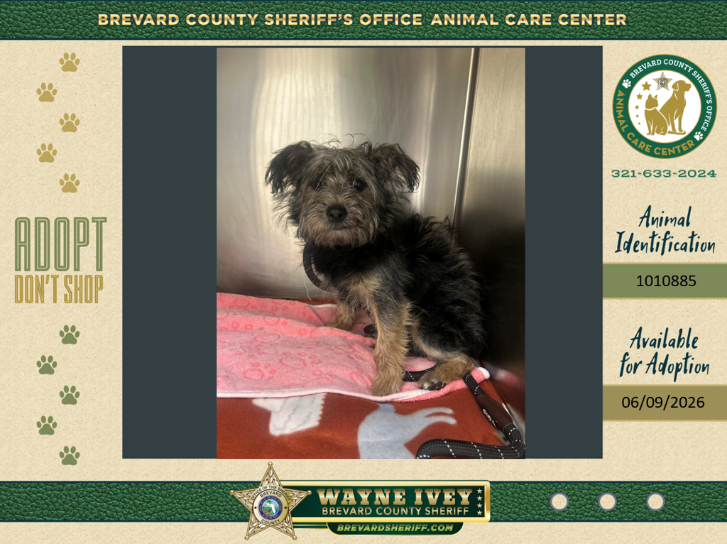 Shelter Stray Male Dog last seen Near Dickens Avenue, TITUSVILLE, FL, 32780, Melbourne, FL 32934