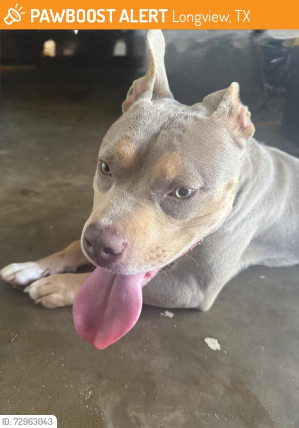Found/Stray Unknown Dog last seen Swan st , Longview, TX 75604