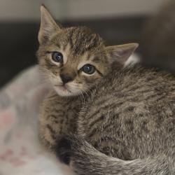 Shelter Stray Male Cat last seen Egret Rd, LIVERMORE, CA, 94551, Oakland, CA 94621