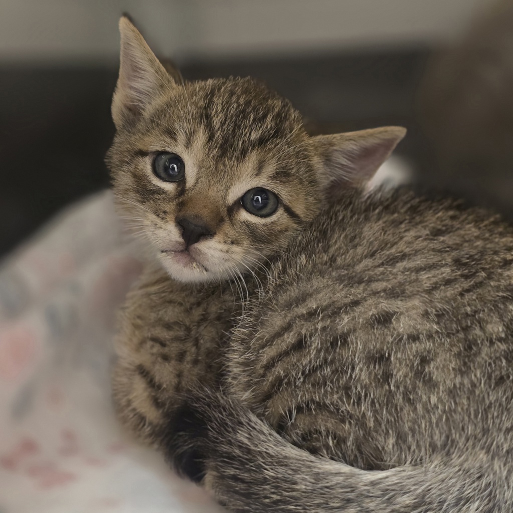 Shelter Stray Male Cat last seen Egret Rd, LIVERMORE, CA, 94551, 8323 Baldwin St, Oakland, CA 94621, USA
