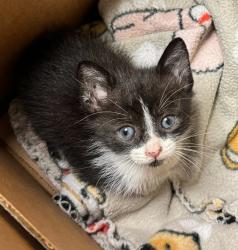 Shelter Stray Male Cat last seen Market Street, OAKLAND, CA, 94607, 8323 Baldwin St, Oakland, CA 94621, USA