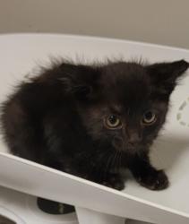 Shelter Stray Female Cat last seen Near Williams Street, SAN LEANDRO, CA, 94577, Oakland, CA 94621