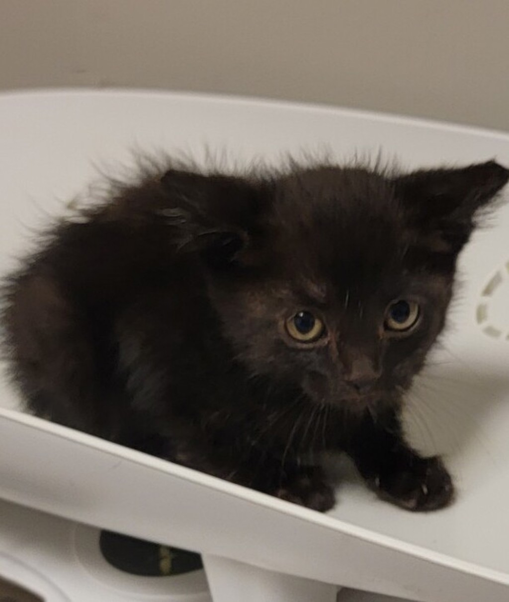 Shelter Stray Female Cat last seen Near Williams Street, SAN LEANDRO, CA, 94577, Oakland, CA 94621