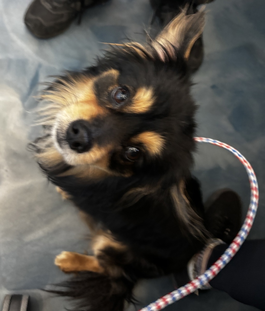 Shelter Stray Male Dog last seen Near Leonard Lane, PONTIAC, MI, 48342, Pontiac, MI 48341