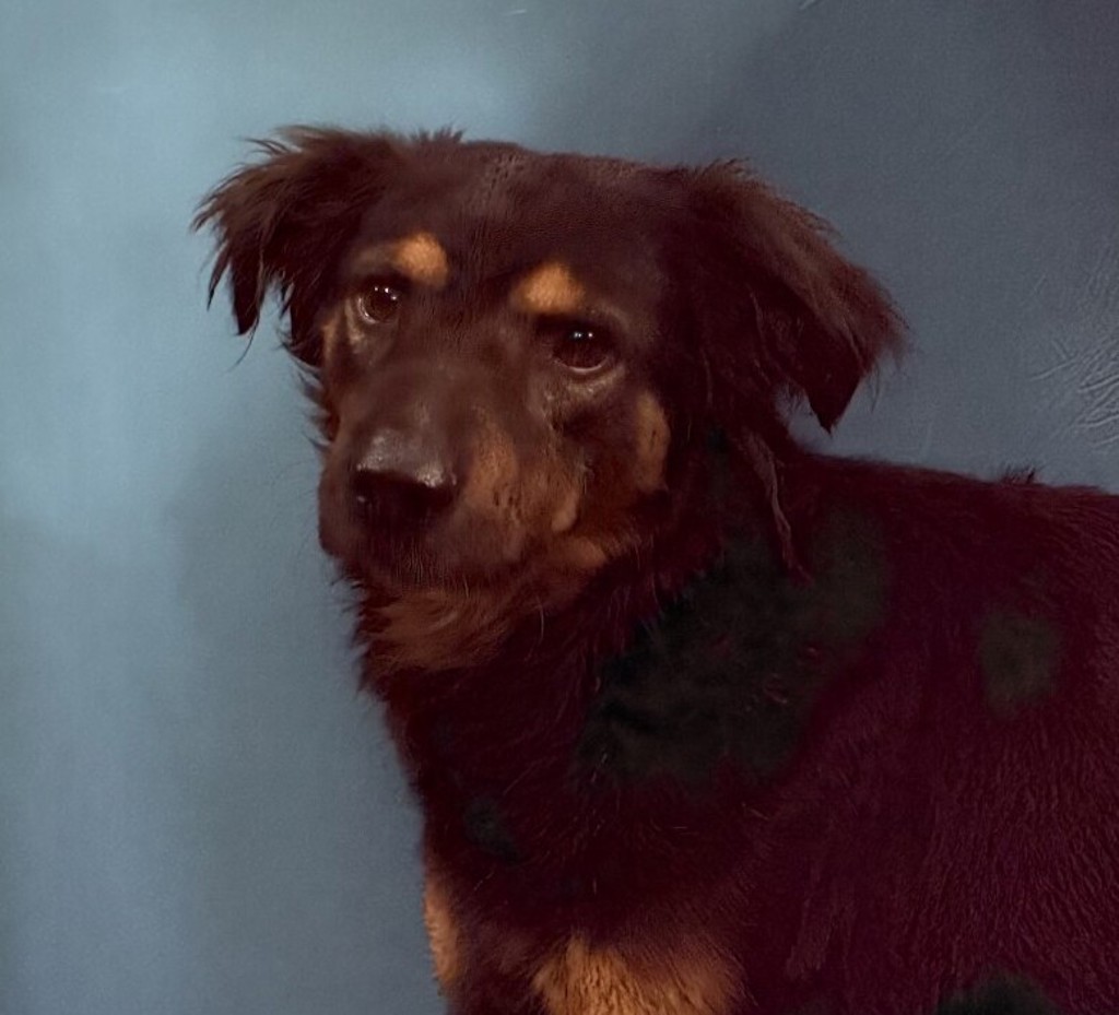 Shelter Stray Male Dog last seen Del Mar, San Diego, CA, 92121, San Diego, CA 92110