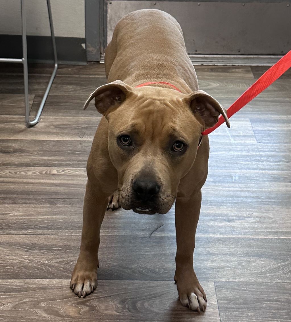 Shelter Stray Female Dog last seen Near Whightman Street, San Diego, CA, 92105, San Diego, CA 92110
