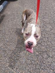 Shelter Stray Male Dog last seen Near La Rue Rouge, SCOTT, LA, 70583, Lafayette, LA 70507
