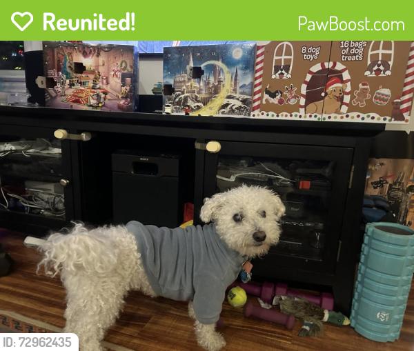 Reunited Male Dog last seen Gladstone and Hilltop, Pittsburgh, PA 15207