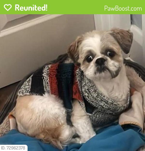 Reunited Male Dog last seen Near Colvin Road CR7 6AB, Greater London, England CR7 6AB
