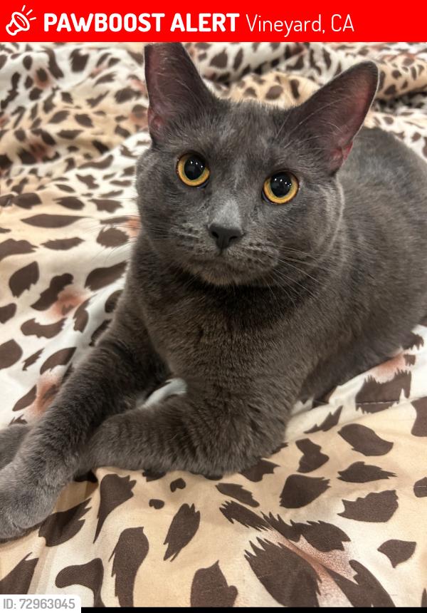 Lost Female Cat last seen Near bluebill way, Sacramento, CA 95842