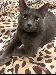 Lost Female Cat last seen Near bluebill way, Sacramento, CA 95842