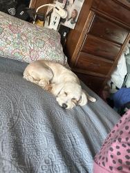 Lost Female Dog last seen La Sierra / Spaulding, Riverside, CA 92505