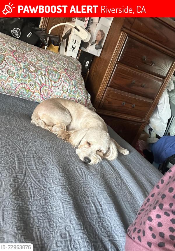 Lost Female Dog last seen La Sierra / Spaulding, Riverside, CA 92505