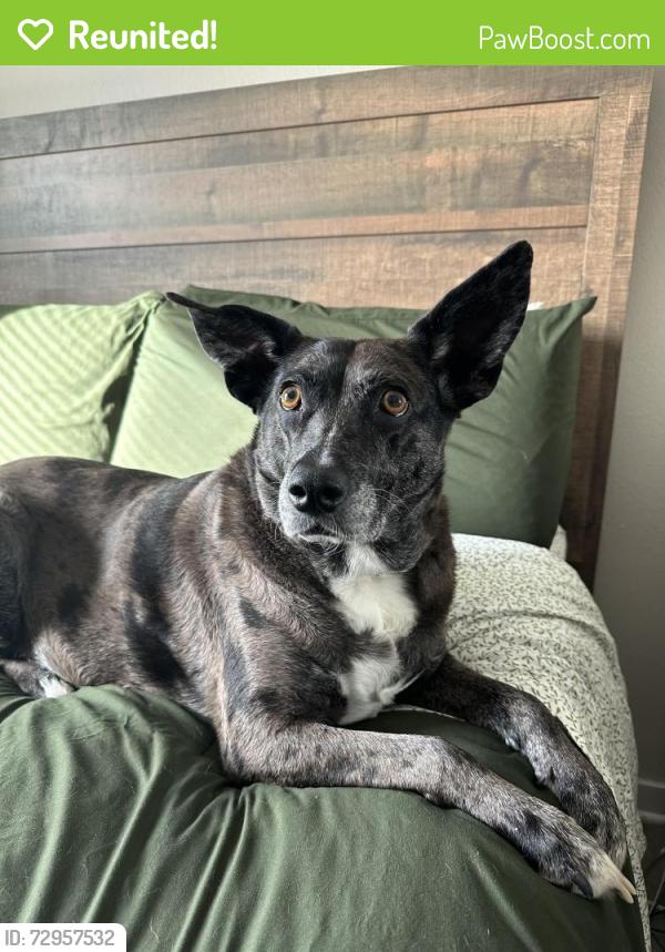 Reunited Female Dog last seen S hillside St and E Mt Vermont St, Wichita, KS 67211