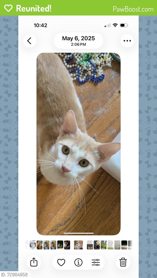 Reunited Male Cat last seen Near and White Settlement Rd, Weatherford, TX 76087