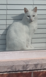 Lost Male Cat last seen Harwich Court in Rocky River , Rocky River, OH 44116