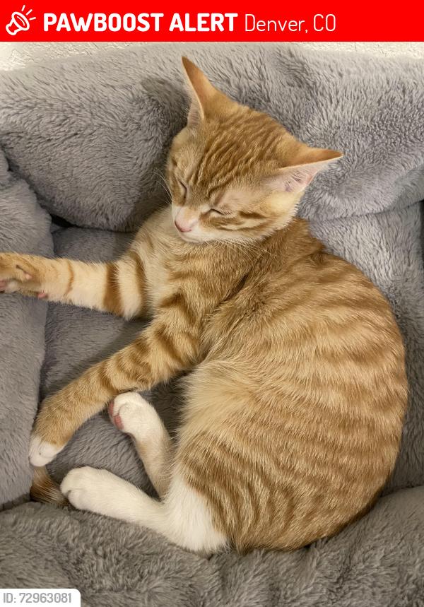 Lost Male Cat last seen Danube and robins , Denver, CO 80249