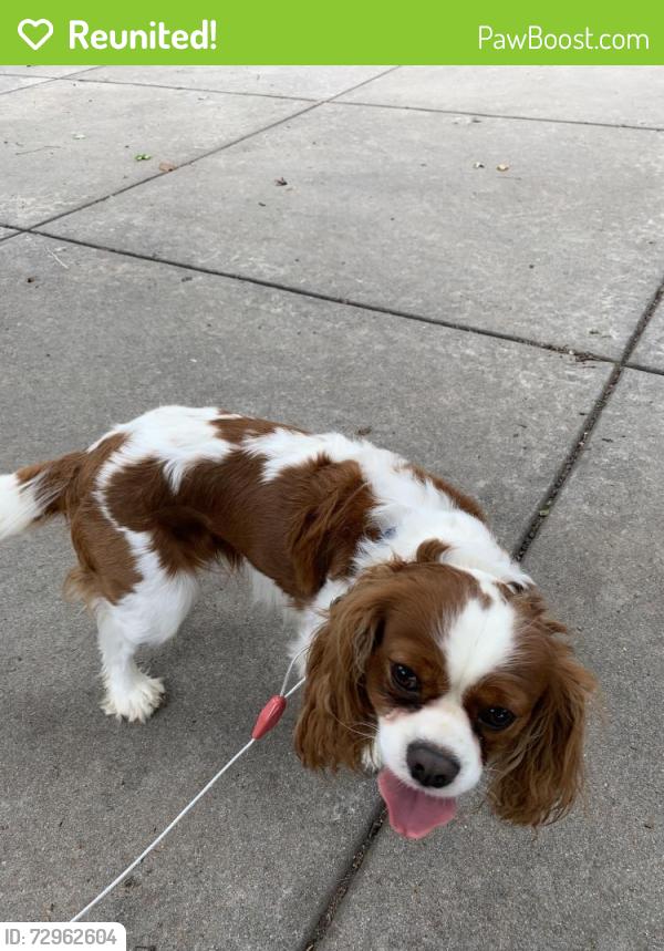 Reunited Male Dog last seen Maple and 135th w, Wichita, KS 67235