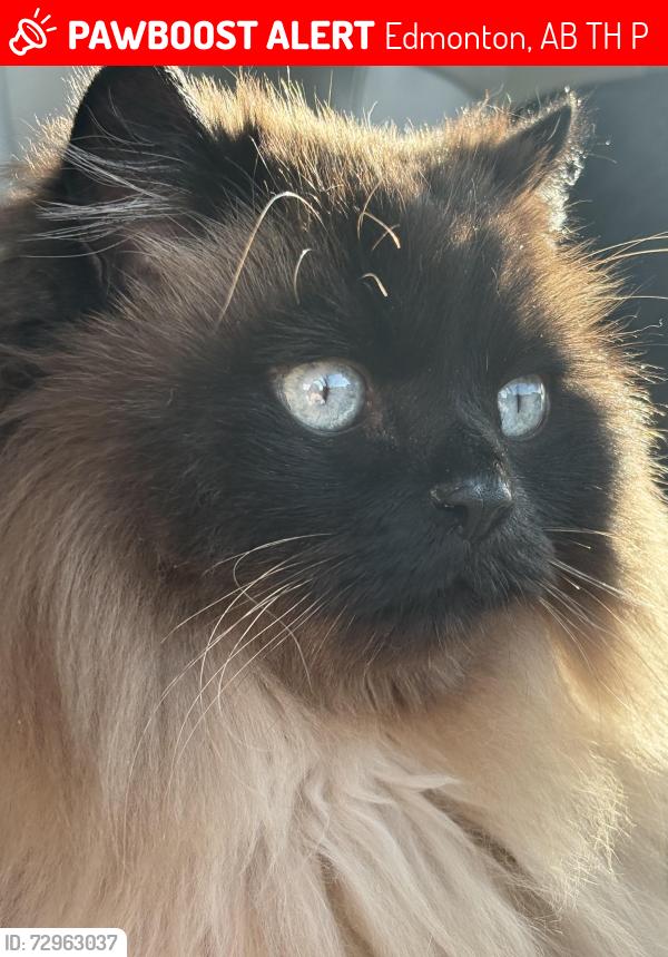 Lost Male Cat last seen Trail tire, Edmonton, AB T5H 0P3