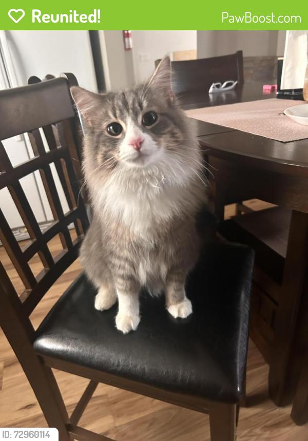 Reunited Male Cat last seen Racine, Racine, WI 53402