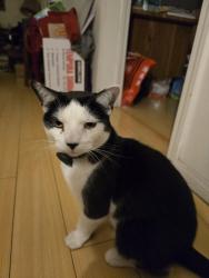 Lost Male Cat last seen Garvey and S. Chandler, Monterey Park, CA 91754