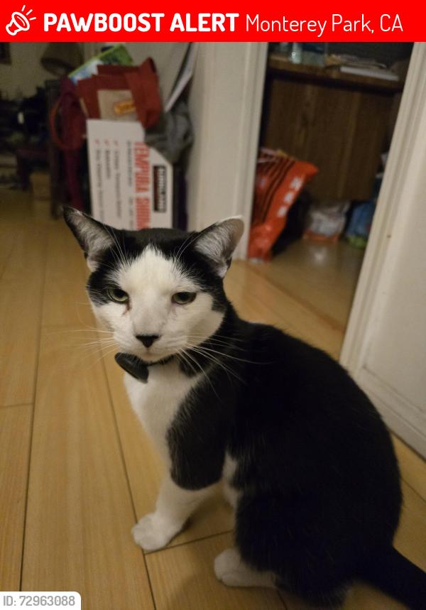 Lost Male Cat last seen Garvey and S. Chandler, Monterey Park, CA 91754