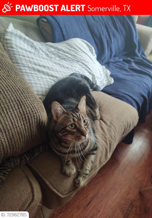 Lost Male Cat last seen 7th Street across from high school football field, Somerville, TX 77879