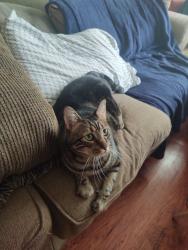 Lost Male Cat last seen 7th Street across from high school football field, Somerville, TX 77879