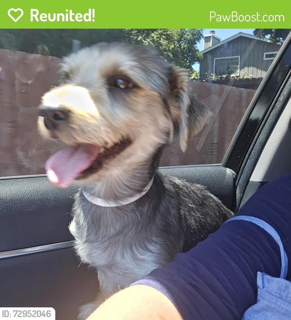 Reunited Male Dog last seen Rancho Medanos Middle school. On Leeland st., Pittsburg, CA 94565