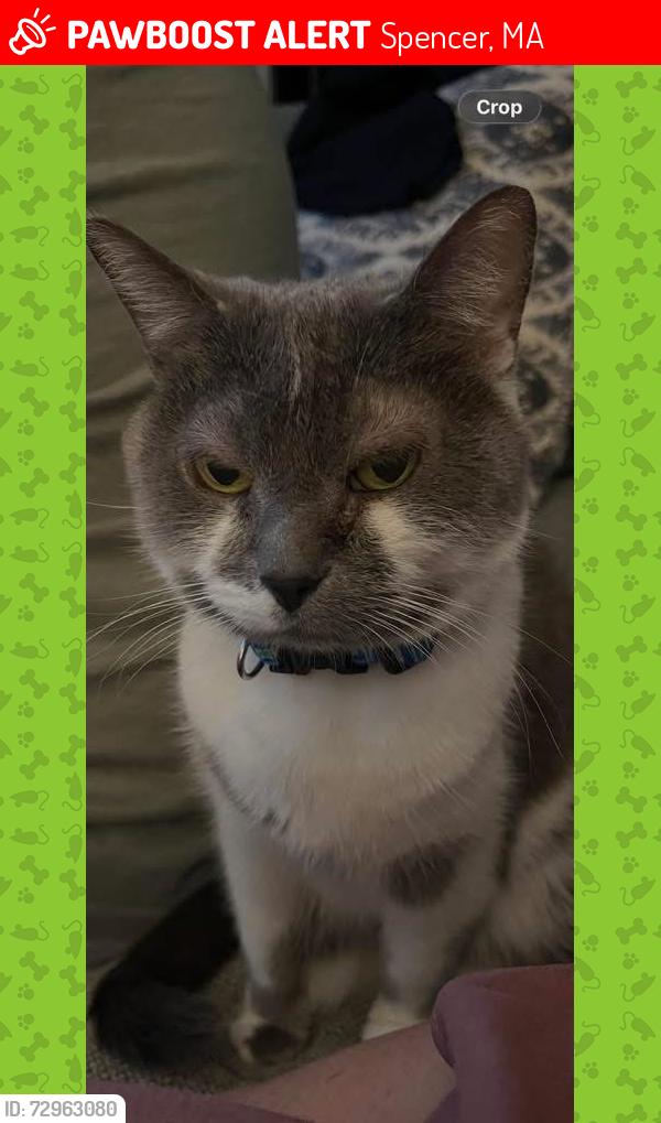 Lost Female Cat last seen Muzzy St and Cherry St, Spencer, MA 01562