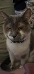 Lost Female Cat last seen Muzzy St and Cherry St, Spencer, MA 01562