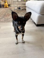 Found/Stray Male Dog last seen Felicita Elementary , Escondido, CA 92025
