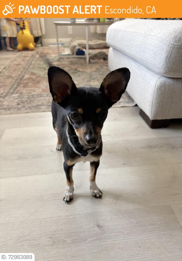 Found/Stray Male Dog last seen Felicita Elementary , Escondido, CA 92025