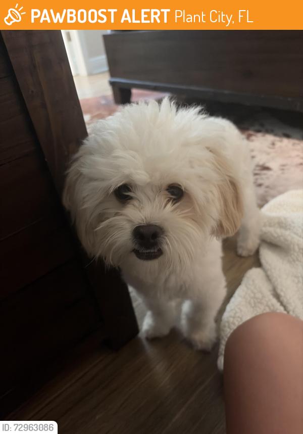 Found/Stray Unknown Dog last seen Baptist church road , Plant City, FL 33563