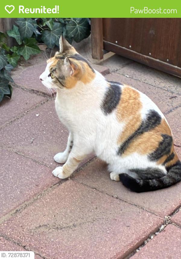 Reunited Unknown Cat last seen Monterey and Richmond SE, Albuquerque, NM 87106