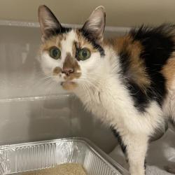 Shelter Stray Female Cat last seen , Jacksonville, FL 32216