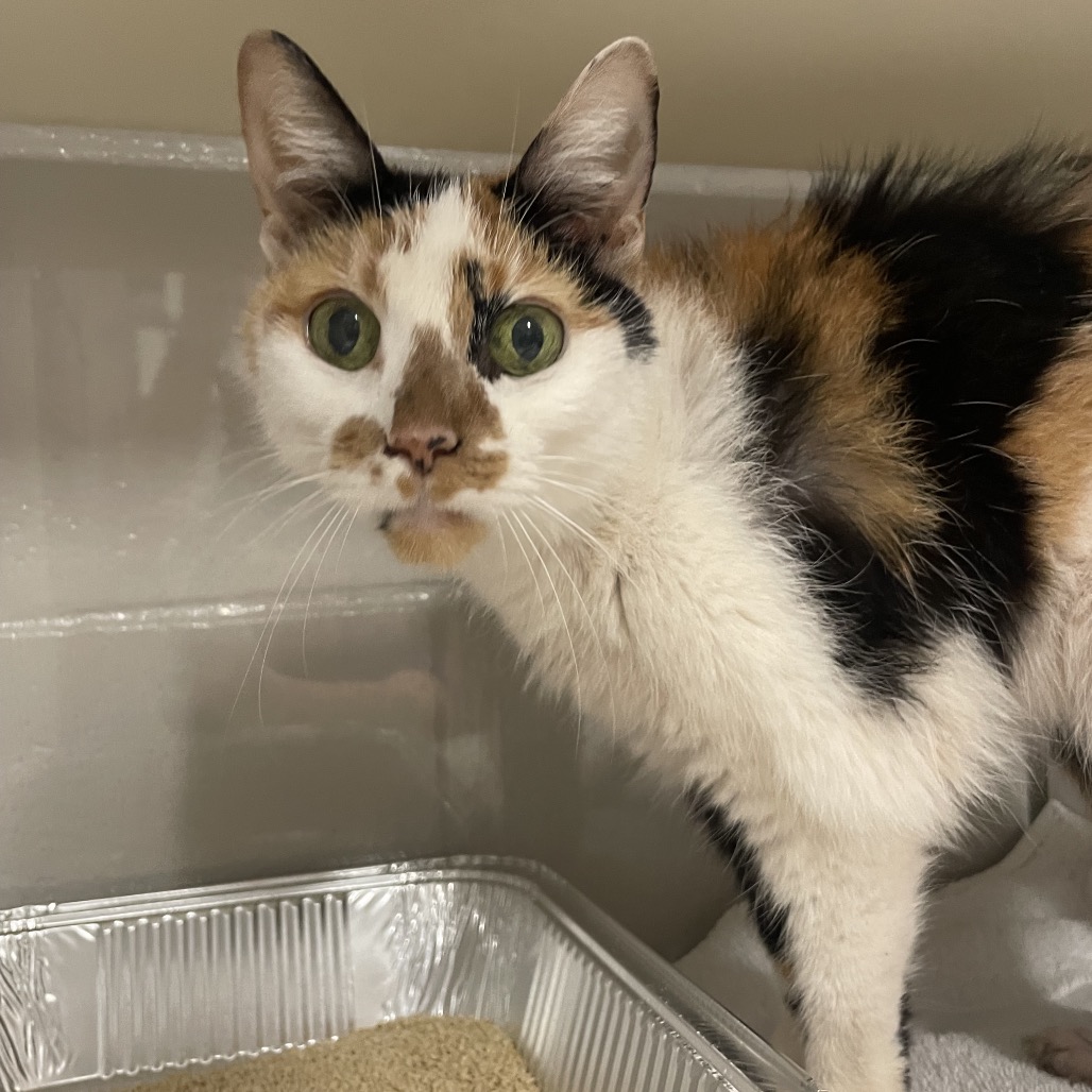 Shelter Stray Female Cat last seen , Jacksonville, FL 32216