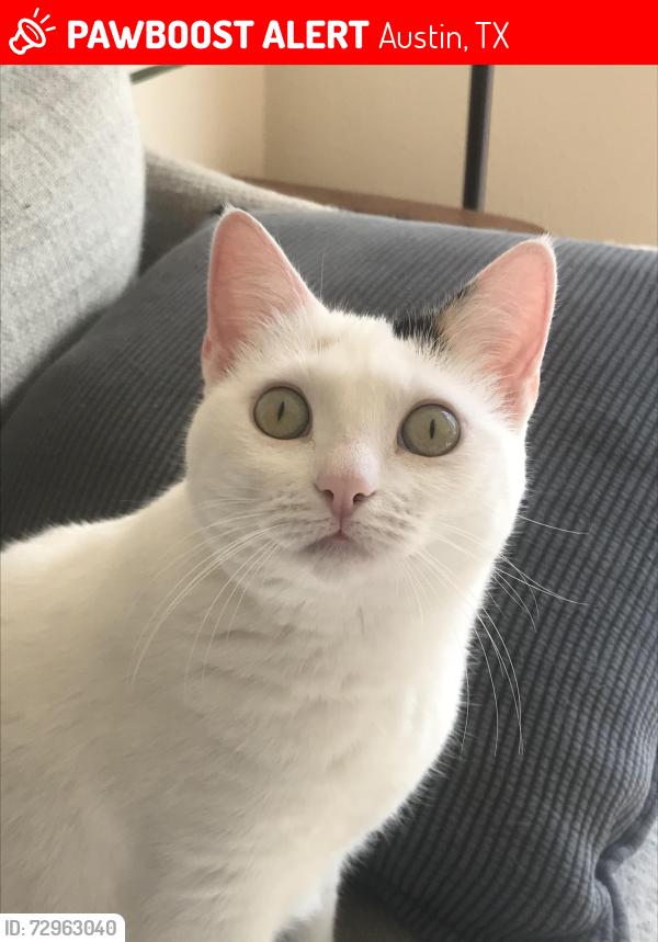 Lost Female Cat last seen Rockdale Circle and Southport Drive, Austin, TX 78704