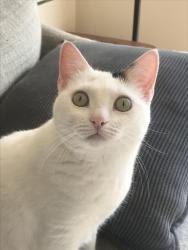 Lost Female Cat last seen Rockdale Circle and Southport Drive, Austin, TX 78704