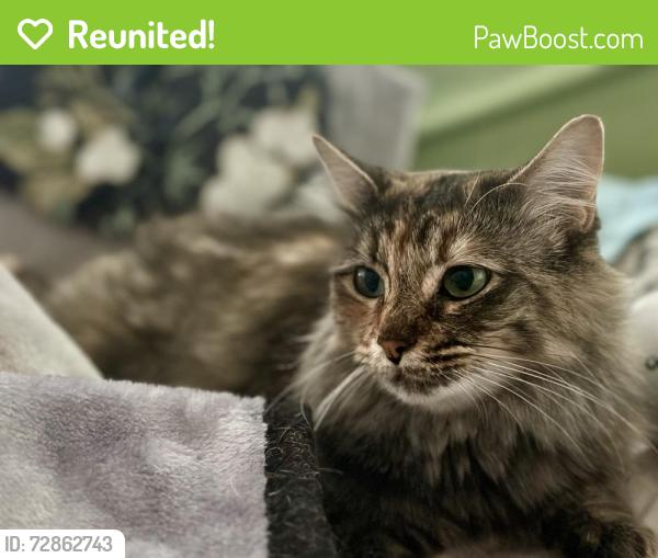 Reunited Female Cat last seen Uni first, Salt Lake City, UT 84101