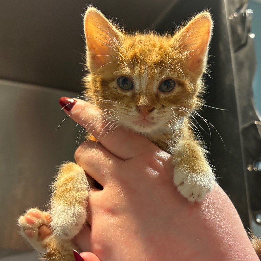 Shelter Stray Male Cat last seen , Red Bank, TN 37415